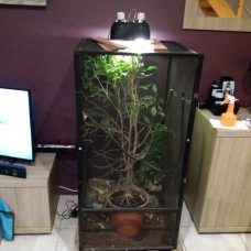Image pour l'annonce Caméléon  calyptratus