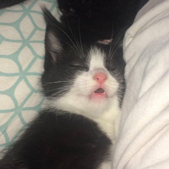 Image pour l'annonce donne chaton 2 mois