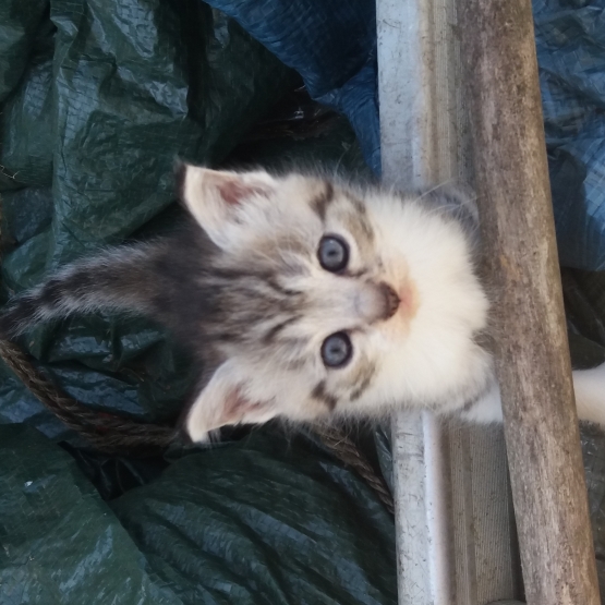 Image pour l'annonce Donne Chatons poil mi-long