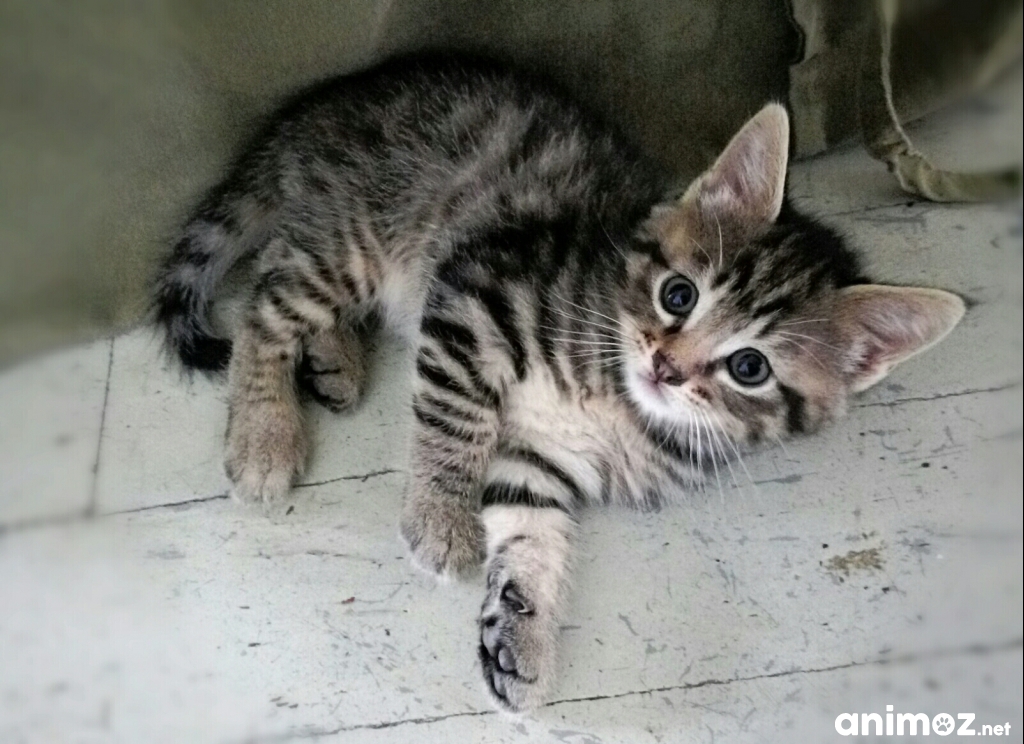 Chatons à donner Isère (38) GRATUIT sur