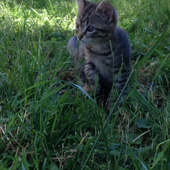 Image pour l'annonce Donne chaton