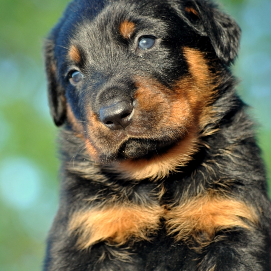 Image pour l'annonce chiots beauceron inscrit au lof à réserver