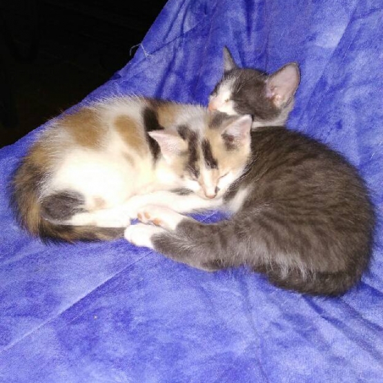 Image pour l'annonce DONNE 2 FEMELLES CHATON