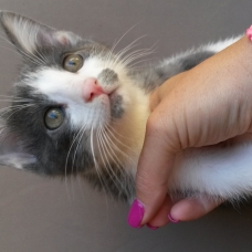 Image pour l'annonce DONNE 2 FEMELLES CHATON