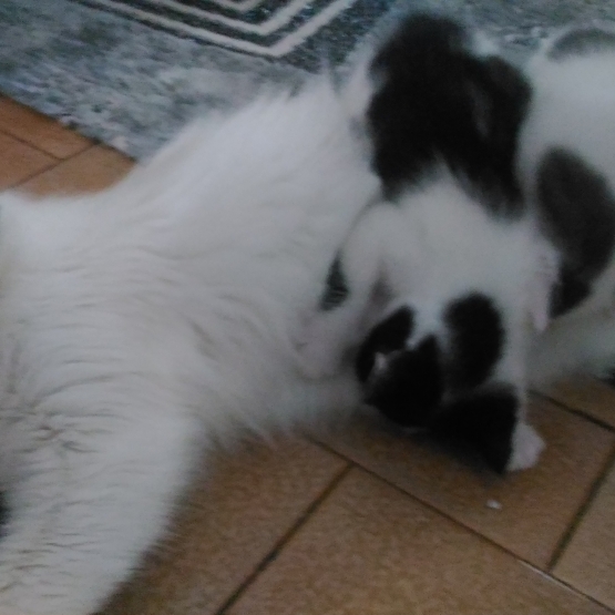 Image pour l'annonce Donne adorables chatons