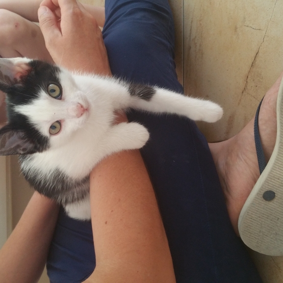 Image pour l'annonce Donne chatons