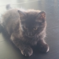 Image pour l'annonce Donne chatons