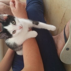 Image pour l'annonce Donne chatons