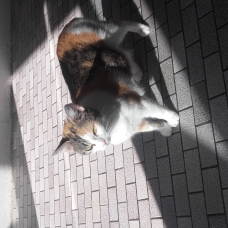 Image pour l'annonce Donne femelle chat
