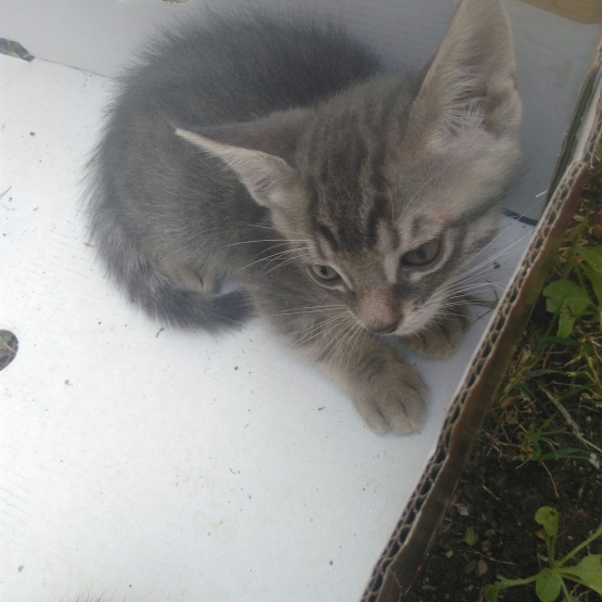 Image pour l'annonce Donne chatons