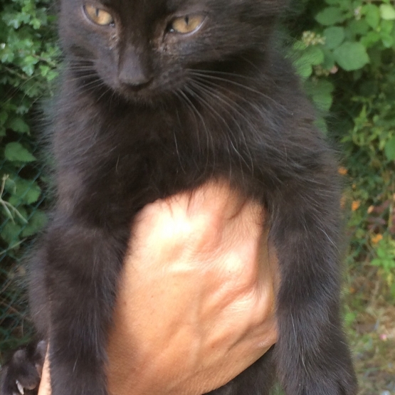 Image pour l'annonce Donne chatons