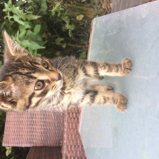 Image pour l'annonce Donne chatons