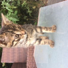 Image pour l'annonce Donne chatons
