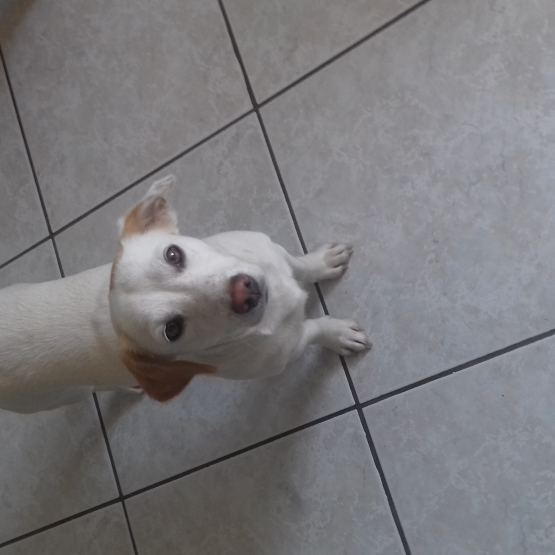 Image pour l'annonce A placer deux soeurs femelles jack russel