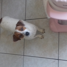 Image pour l'annonce A placer deux soeurs femelles jack russel