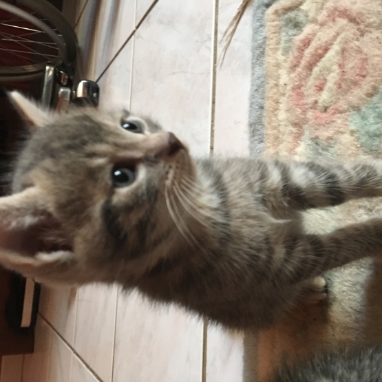 Image pour l'annonce Donne chatons
