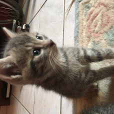 Image pour l'annonce Donne chatons