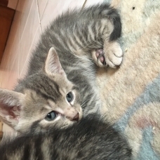 Image pour l'annonce Donne chatons