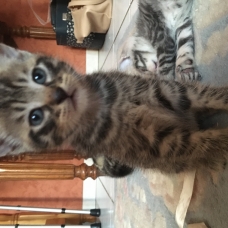 Image pour l'annonce Donne chatons