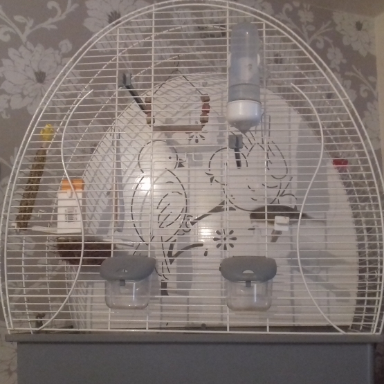 Image pour l'annonce Canaris siffleur et sa cage