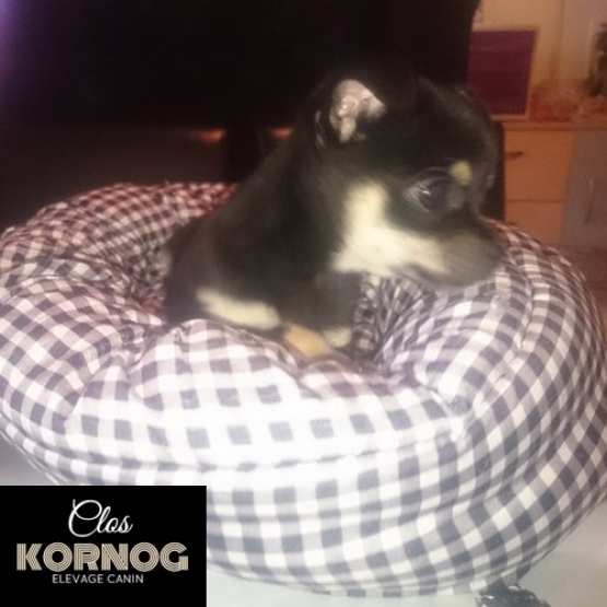 Image pour l'annonce Bébé chihuahua mâle