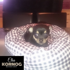 Image pour l'annonce Bébé chihuahua mâle