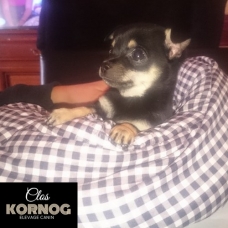 Image pour l'annonce Bébé chihuahua mâle