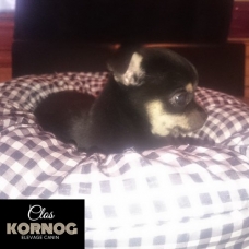 Image pour l'annonce Bébé chihuahua mâle