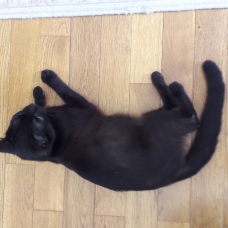 Image pour l'annonce Donne petit chat