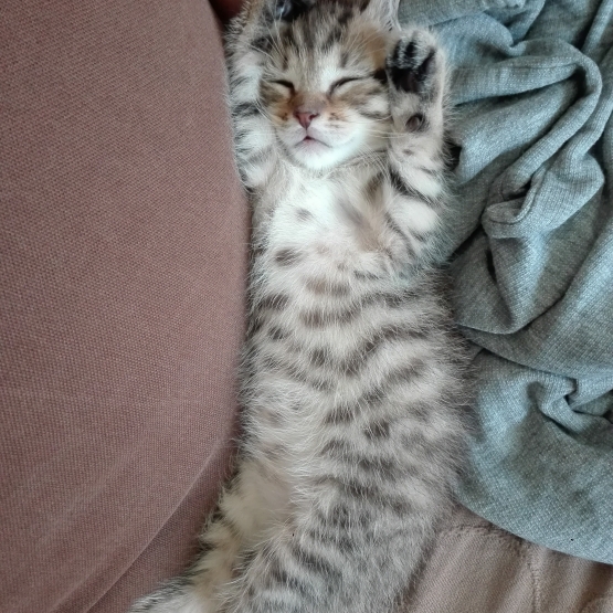 Image pour l'annonce Donne chaton
