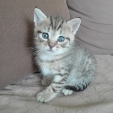 Image pour l'annonce Donne chaton