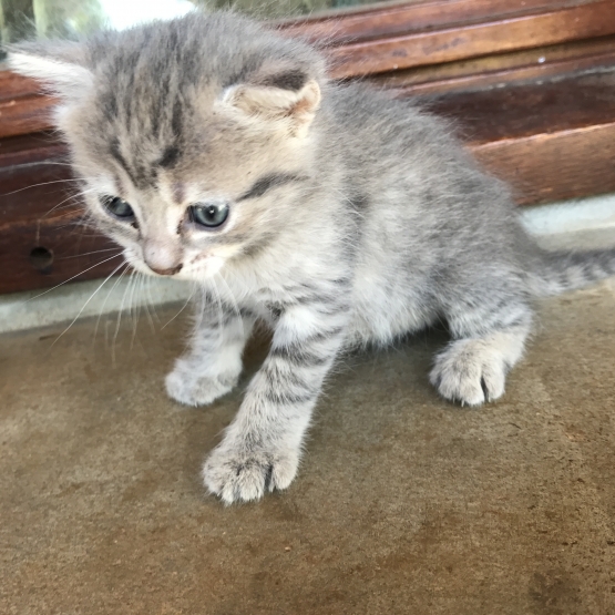 Image pour l'annonce Donne chaton femelle
