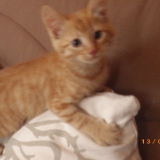 Image pour l'annonce Donne un chaton roux
