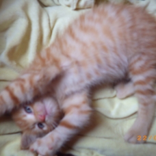 Image pour l'annonce Donne un chaton roux