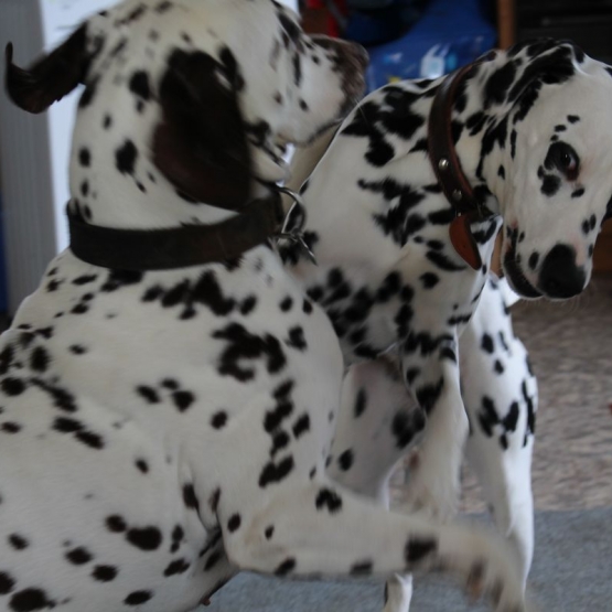 Image pour l'annonce Adoptez votre chiot dalmatien LOF né le 13/05/17 testé PEA
