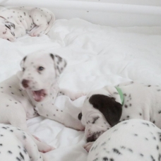Image pour l'annonce Adoptez votre chiot dalmatien LOF né le 13/05/17 testé PEA
