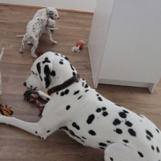 Image pour l'annonce Adoptez votre chiot dalmatien LOF né le 13/05/17 testé PEA