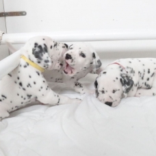 Image pour l'annonce Adoptez votre chiot dalmatien LOF né le 13/05/17 testé PEA