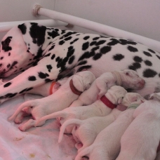 Image pour l'annonce Adoptez votre chiot dalmatien LOF né le 13/05/17 testé PEA