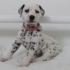 Image pour l'annonce Adoptez votre chiot dalmatien LOF né le 13/05/17 testé PEA