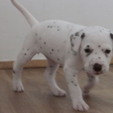 Image pour l'annonce Adoptez votre chiot dalmatien LOF né le 13/05/17 testé PEA