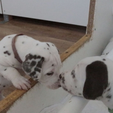 Image pour l'annonce Adoptez votre chiot dalmatien LOF né le 13/05/17 testé PEA