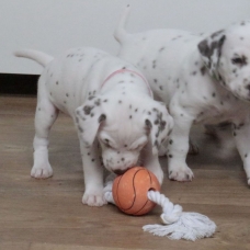 Image pour l'annonce Adoptez votre chiot dalmatien LOF né le 13/05/17 testé PEA