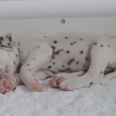 Image pour l'annonce Adoptez votre chiot dalmatien LOF né le 13/05/17 testé PEA