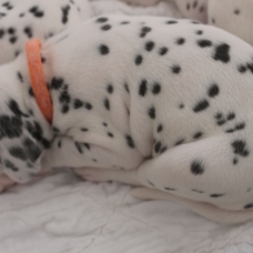 Image pour l'annonce Adoptez votre chiot dalmatien LOF né le 13/05/17 testé PEA