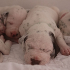 Image pour l'annonce Adoptez votre chiot dalmatien LOF né le 13/05/17 testé PEA