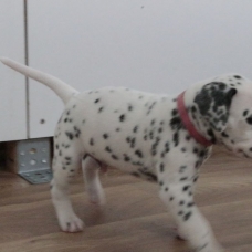 Image pour l'annonce Adoptez votre chiot dalmatien LOF né le 13/05/17 testé PEA