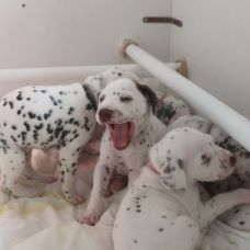 Image pour l'annonce Adoptez votre chiot dalmatien LOF né le 13/05/17 testé PEA