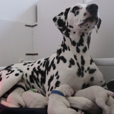Image pour l'annonce Adoptez votre chiot dalmatien LOF né le 13/05/17 testé PEA