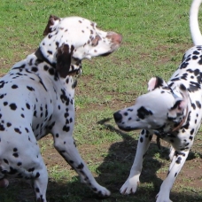 Image pour l'annonce Adoptez votre chiot dalmatien LOF né le 13/05/17 testé PEA